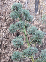 Agave desmettiana