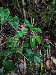 Image of Peperomia talinifolia