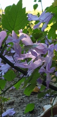 Plectranthus saccatus