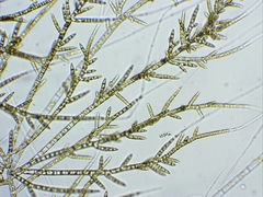 Stigeoclonium lubricum