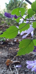 Plectranthus saccatus