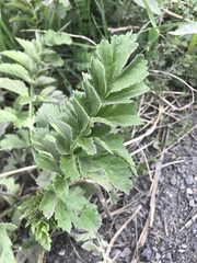 Pastinaca