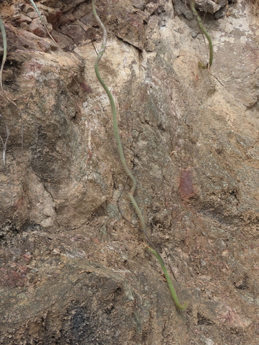 Borzicactus tenuiserpens (Borzicactus tenuiserpens)