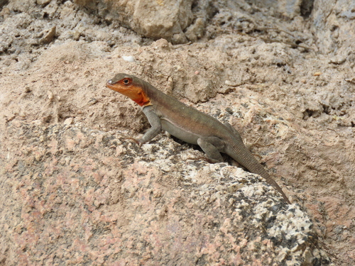Stolzmann's Pacific Iguana, Microlophus arenarius