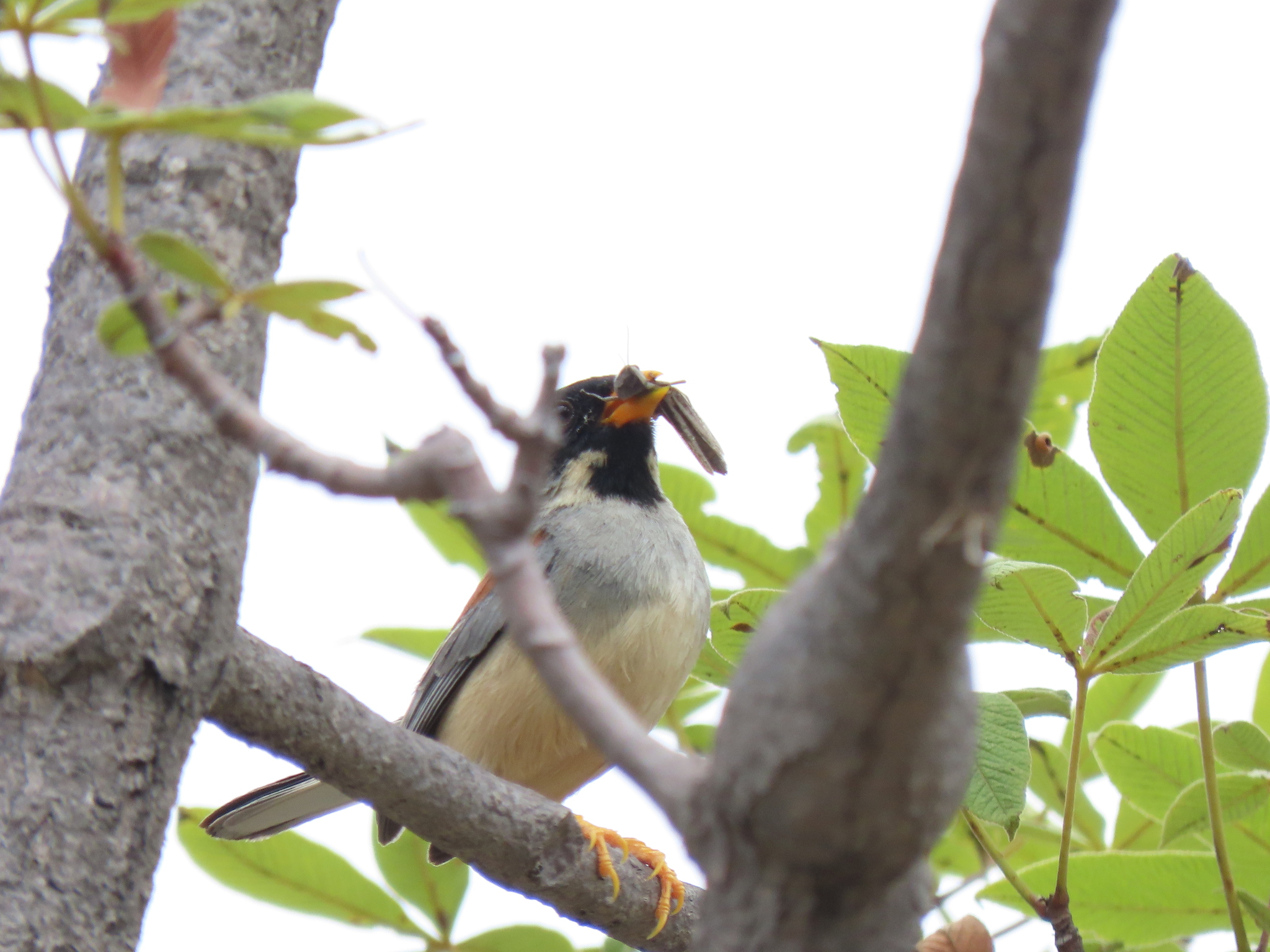 Buff-bridled Inca Finch (Incaspiza laeta), photo 6