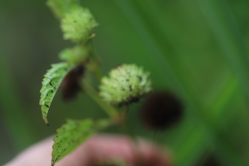 Image of Hyptis capitata by (c) Steven Bodzin, some rights reserved (CC BY)