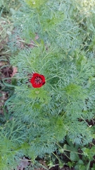 Adonis annua