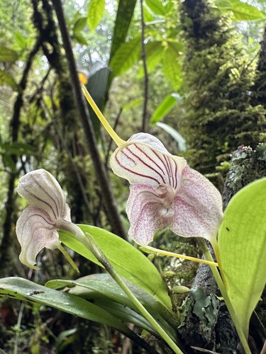 Masdevallia caudata, photograph 3