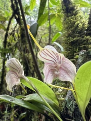 (c) Nicolás Baresch Uribe, some rights reserved (CC BY) Masdevallia caudata, photograph (c) Nicolás Baresch Uribe, some rights reserved (CC BY)