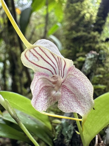 Masdevallia caudata, photograph 4