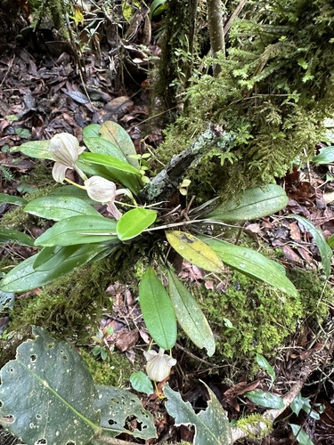 Masdevallia caudata, photograph 5