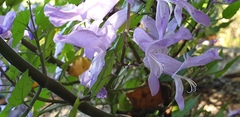 Plectranthus saccatus