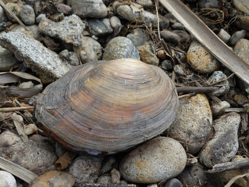 Chinese Pond Mussel