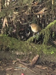 Grallaria quitensis