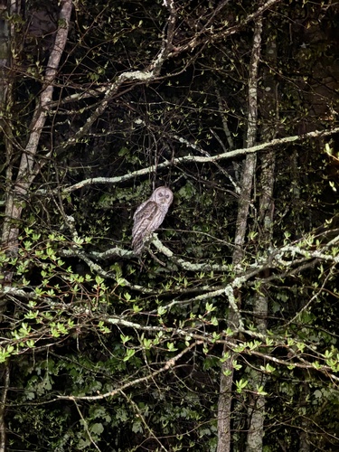 Barred Owl photographed in New Jersey