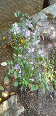 Plectranthus saccatus