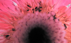 Chirodica