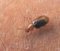 Chirodica