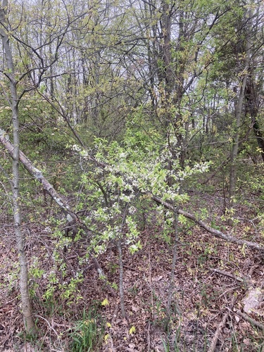 Prunus americana, photographed by an iNaturalist contributor