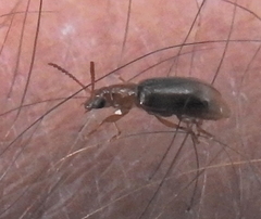 Chirodica