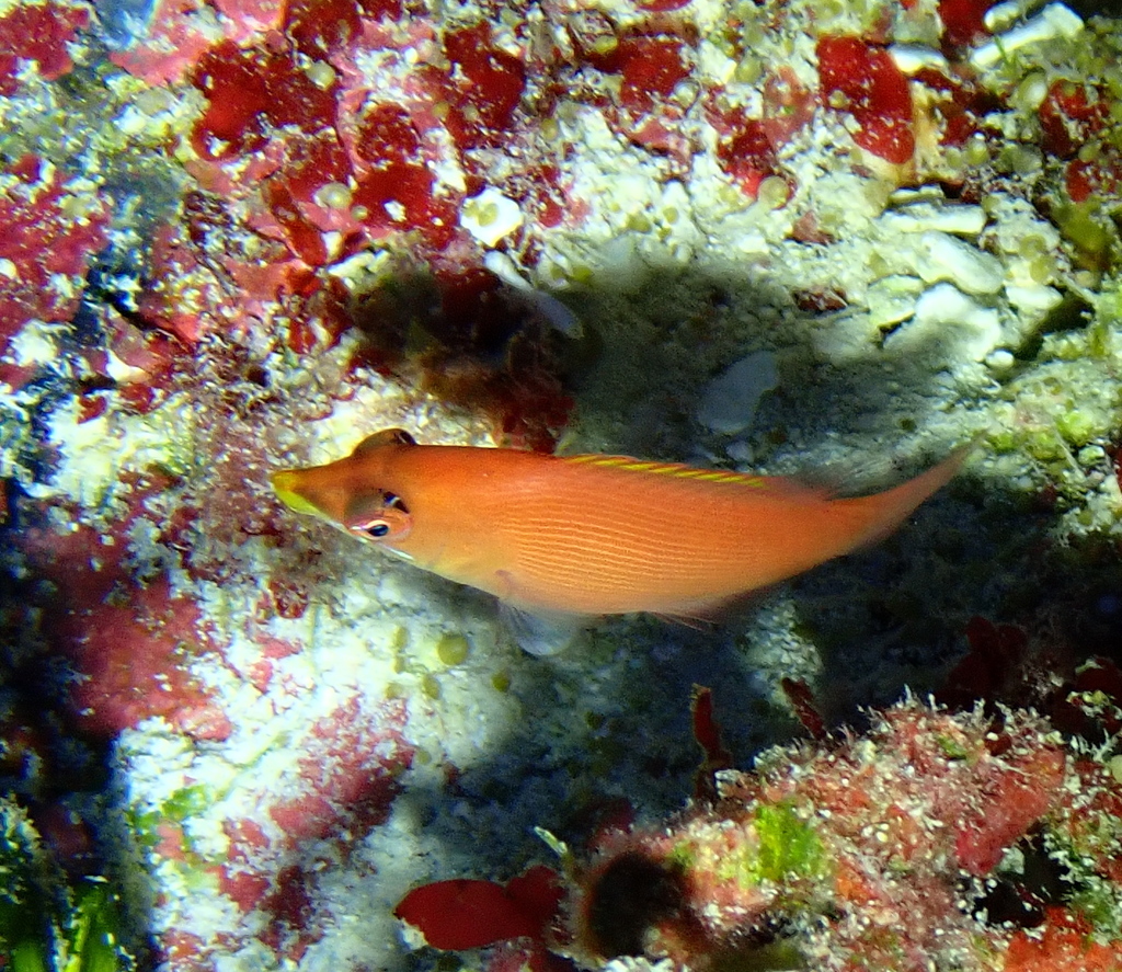 Disappearing wrasse