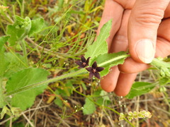 Matelea cynanchoides