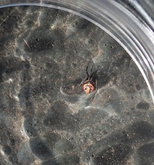 Latrodectus renivulvatus