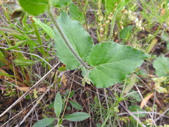 Matelea cynanchoides
