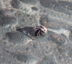 Latrodectus renivulvatus