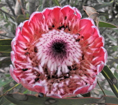 Chirodica