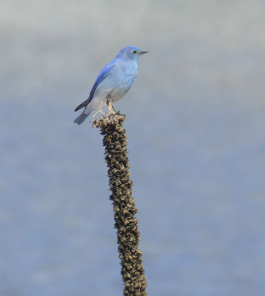 Mountain Bluebird from Coconino County, AZ, USA on April 30, 2024 at 09 ...