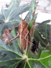 Xyleus discoideus discoideus