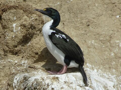 Rough-Faced Shag photo 3