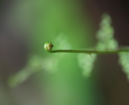 Image of Odontosoria aculeata by (c) Steven Bodzin, some rights reserved (CC BY)
