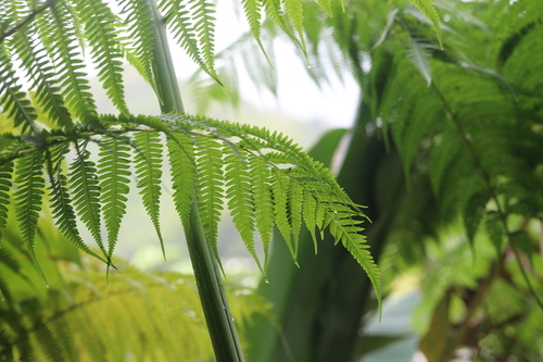 Image of Cyathea arborea by (c) Steven Bodzin, some rights reserved (CC BY)