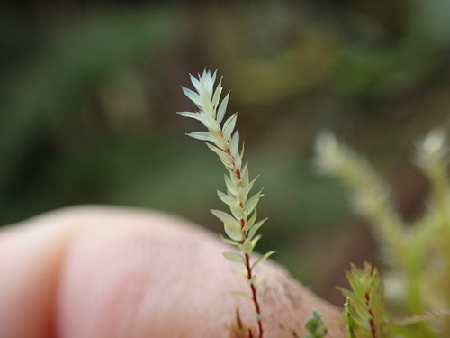 Image of Pohlia cruda by no rights reserved