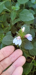 Justicia petiolaris