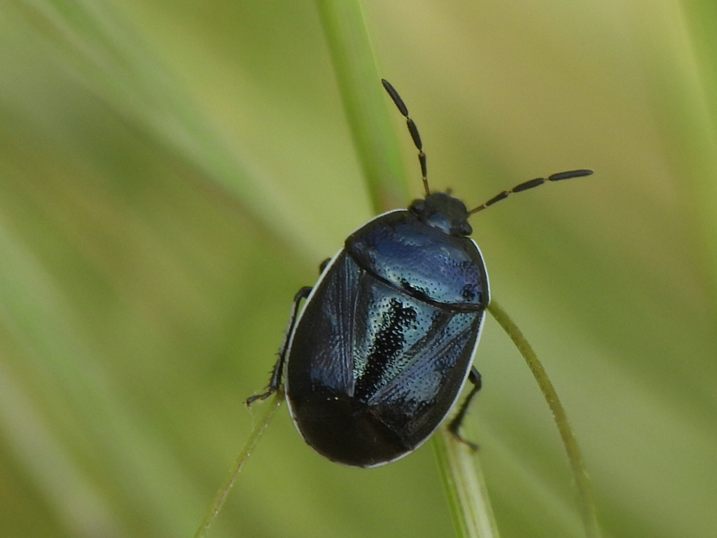 White-margined Burrower Bug