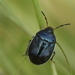 White-margined Burrower Bug - Photo (c) Sam Kieschnick, some rights reserved (CC BY), uploaded by Sam Kieschnick