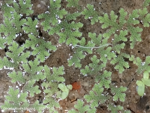 Ein weiteres Foto von Water fern