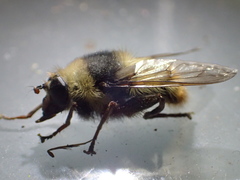 Criorhina aurea