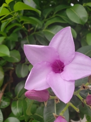 Cryptostegia