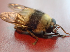 Criorhina aurea