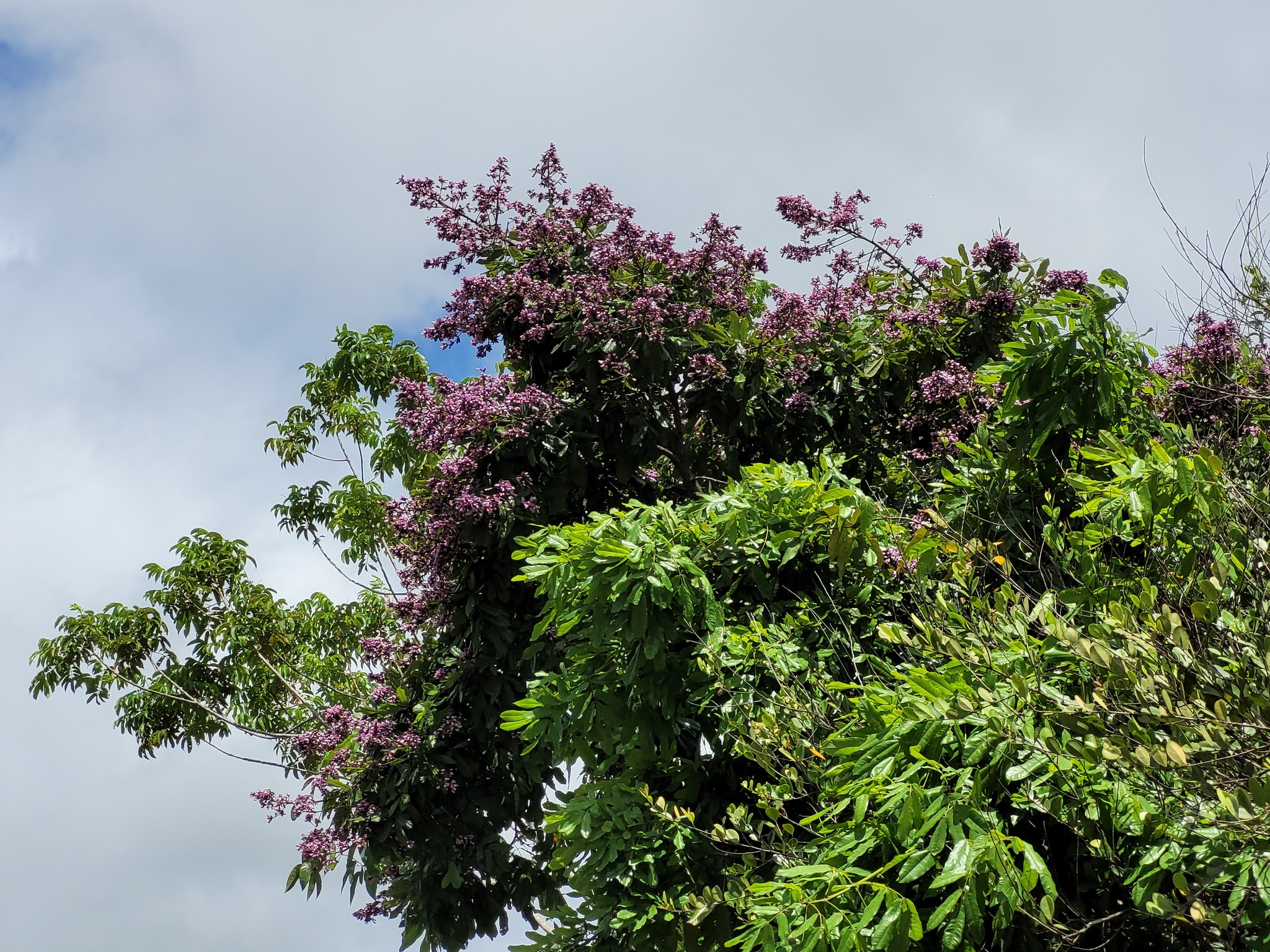 Imagem de Paricá