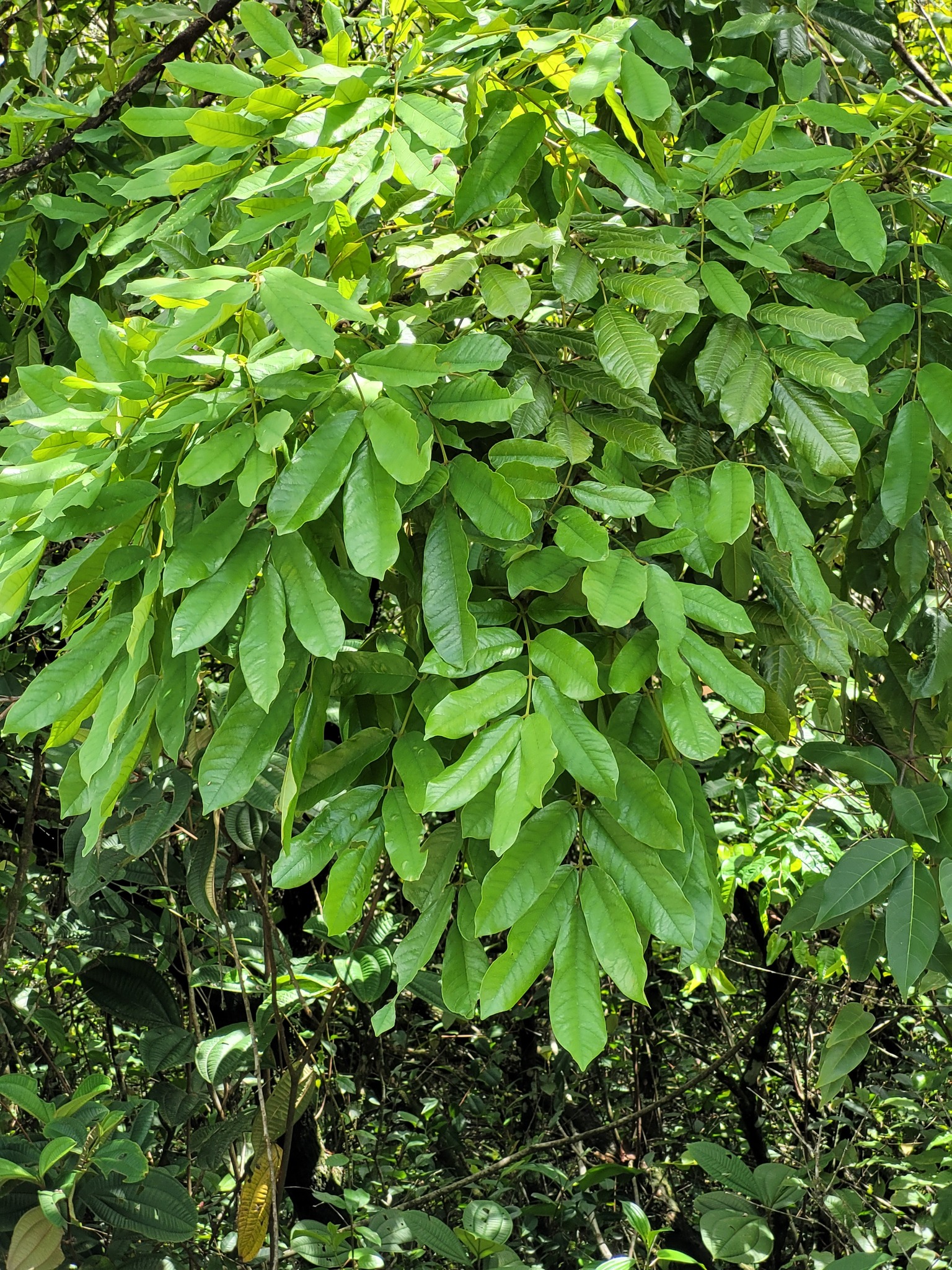 Imagem de Paricá