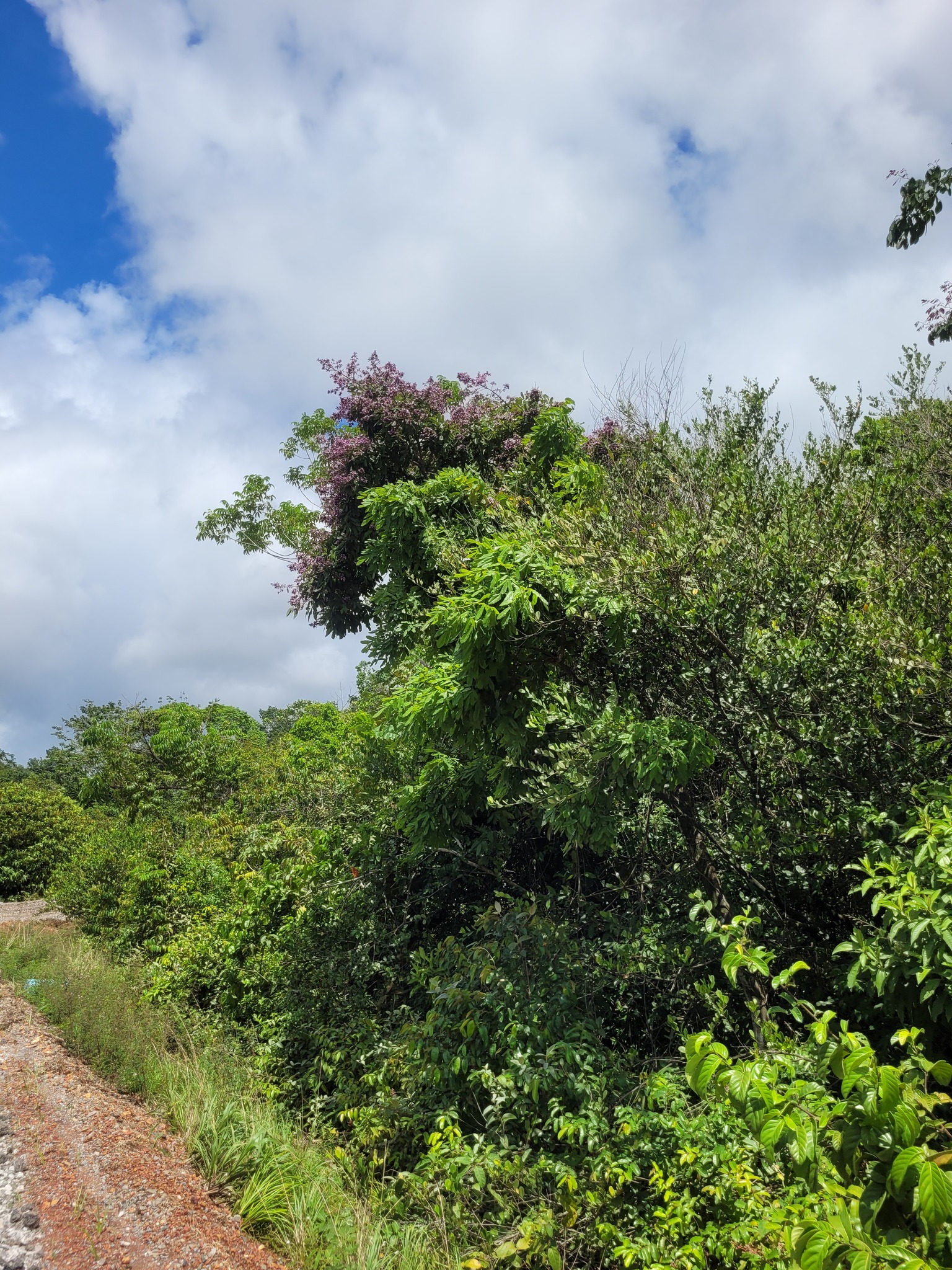 Imagem de Paricá