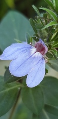 Justicia petiolaris