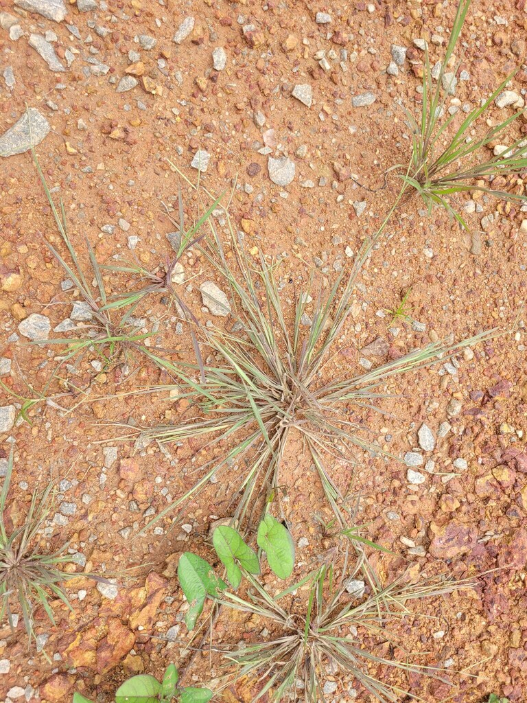 Paspalum multicaule