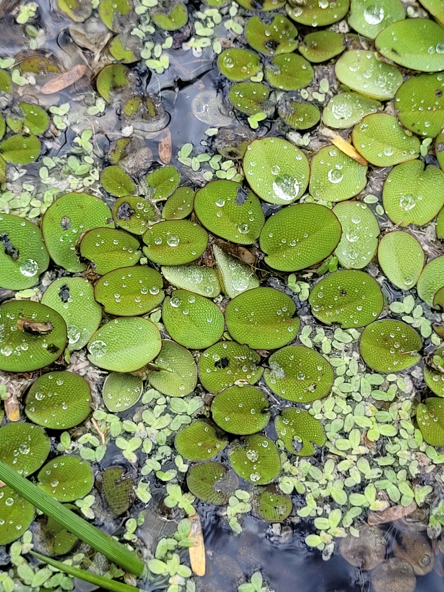 Imagem de Orelha-de-onça