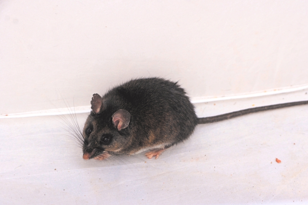 Broad-Faced Deermouse